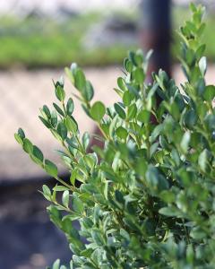 Boxwood Green Mountain 3 Gallon