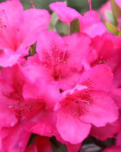 Rhododendron Pink 3 Gallon