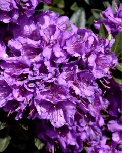 Rhododendron Purple 3 Gallon