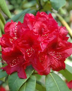 Rhododendron Red 3 Gallon