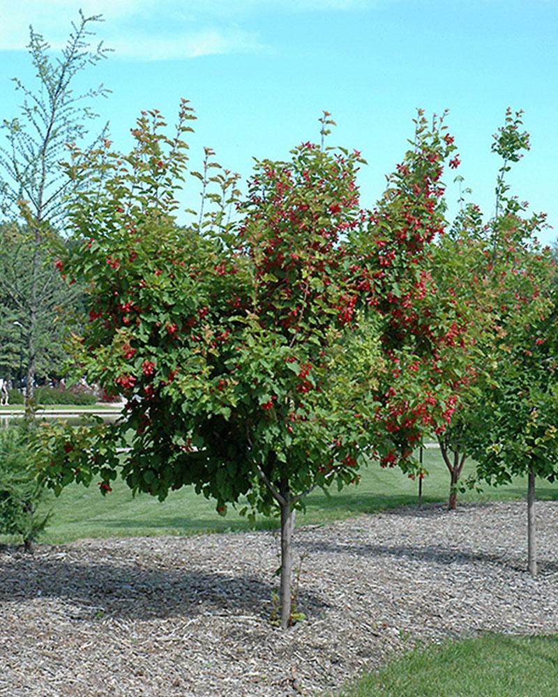 Maple Ruby Slippers 10 Gallon