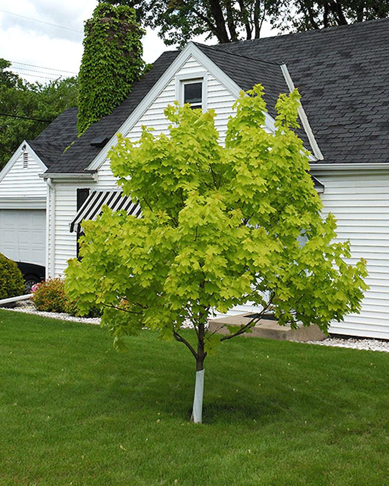 Maple Platanoides Princeton Gold 10 Gallon