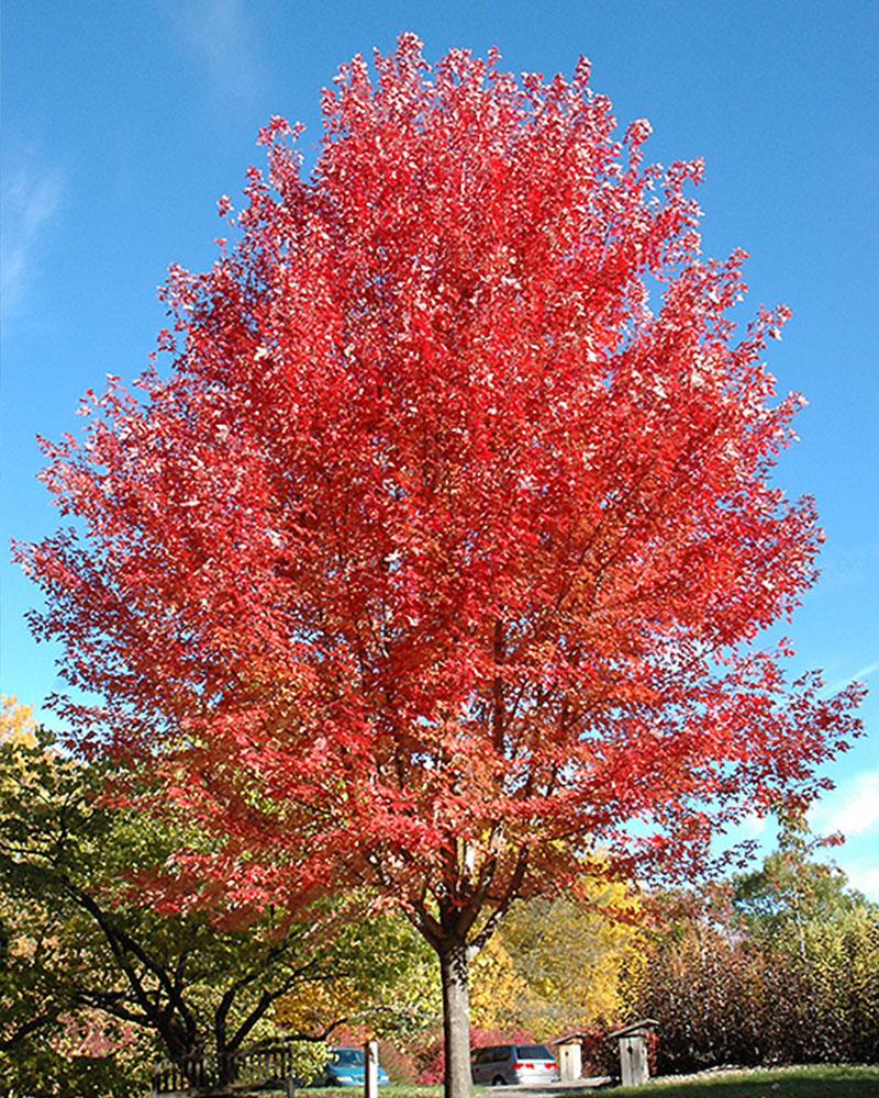 Maple Autumn Blaze 10 Gallon