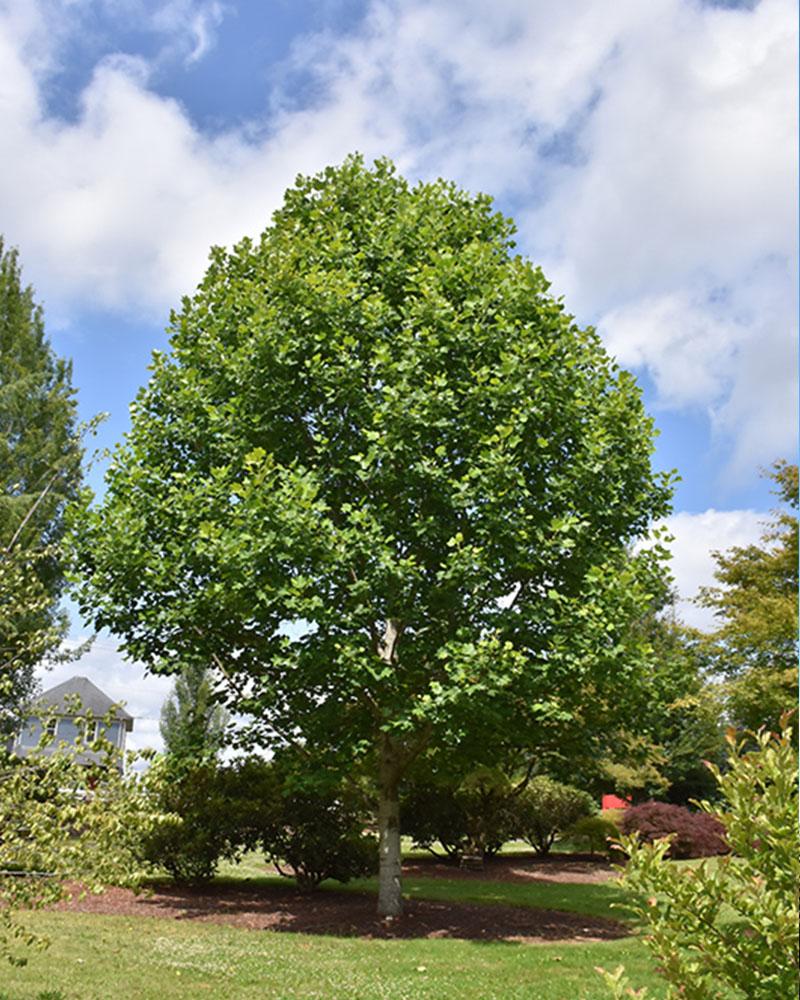 Tulip Tree Emerald City 10 Gallon