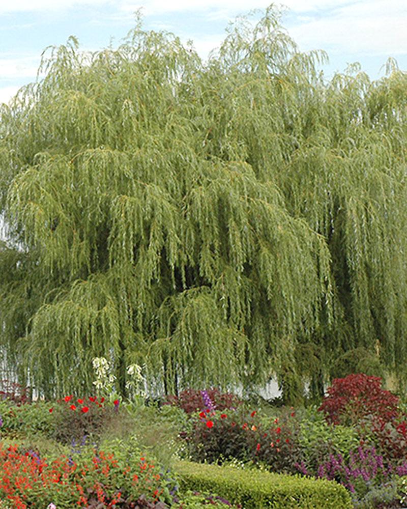 Willow Golden Weeping 10 Gallon