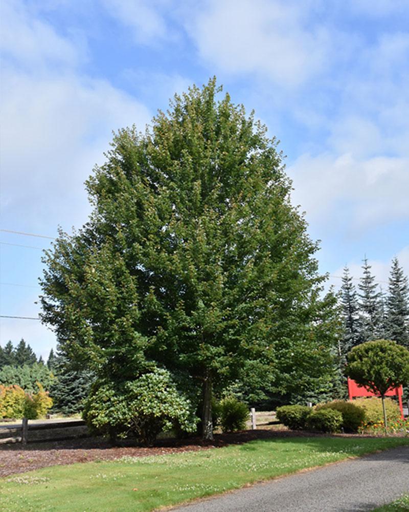 Maple Redpointe® 10 Gallon
