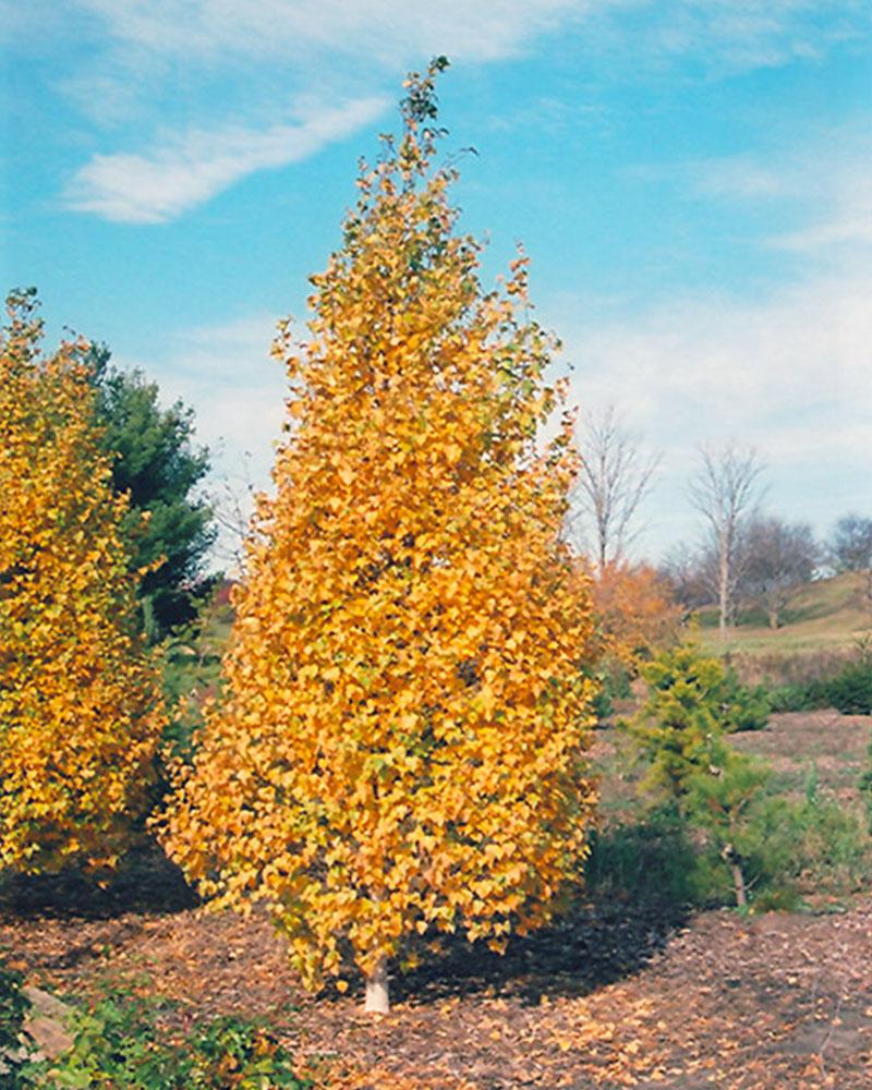 Birch Whitespire Clump 10 Gallon