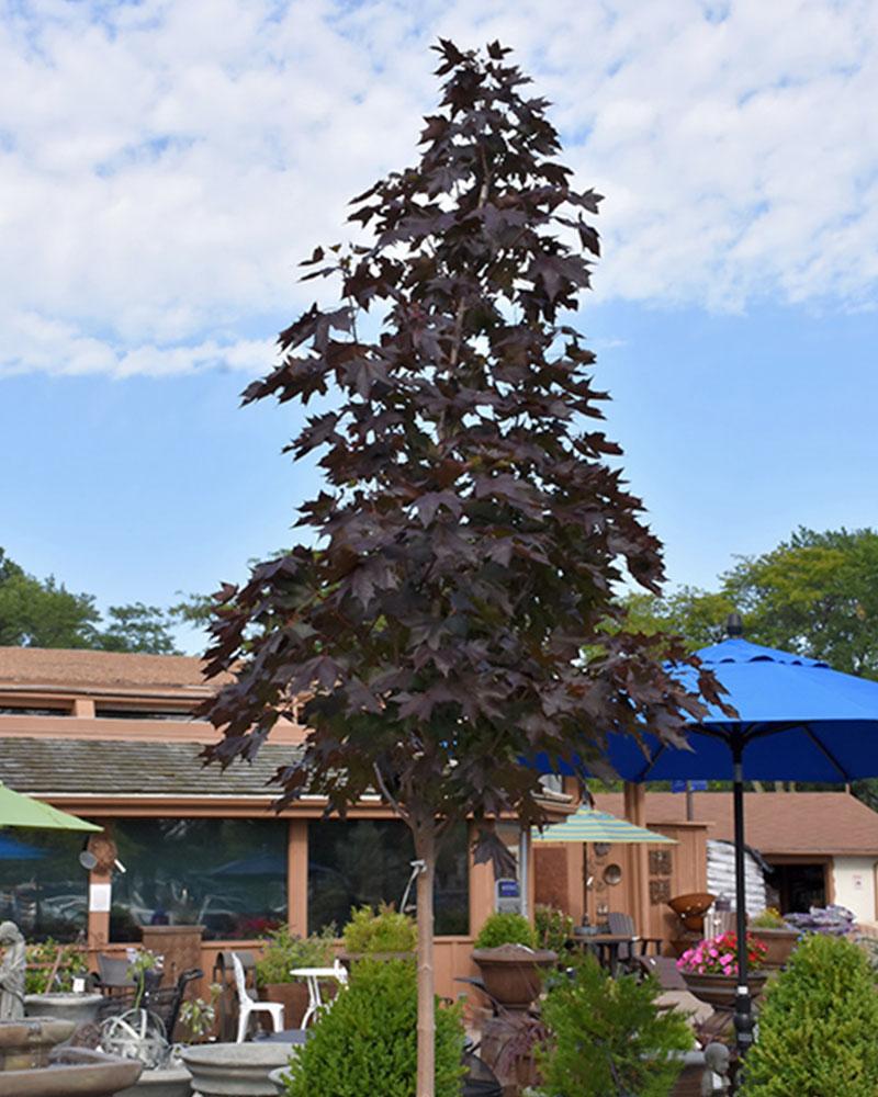 Maple Crimson Sunset® 10 Gallon
