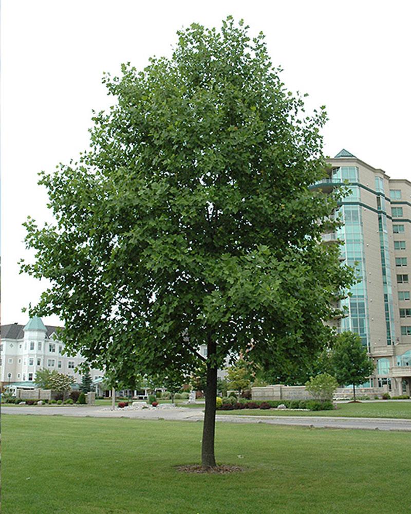 Tulip Tree 5 Gallon