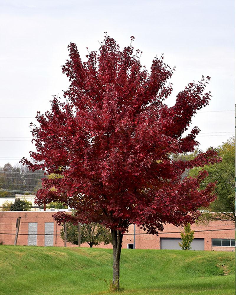 Maple Rubrum Brandywine Seedless 10 Gallon