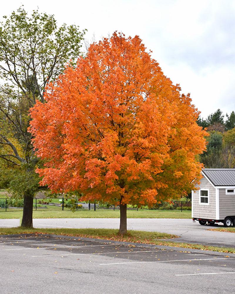 Departments Maple Sugar 10 Gallon