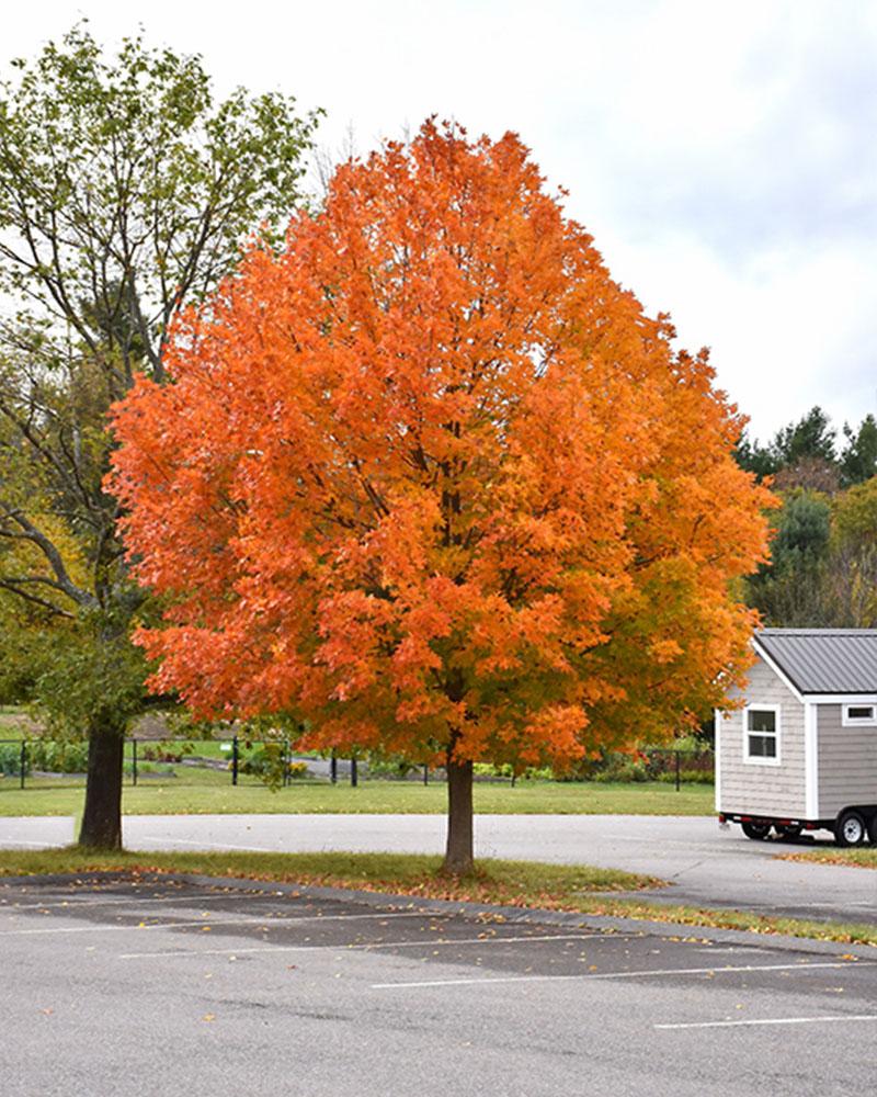 Maple Sugar 10 Gallon