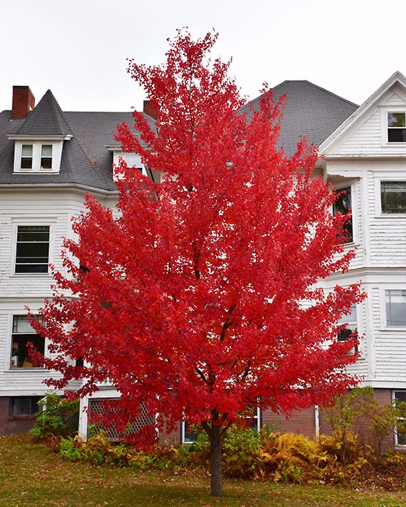 Maple Rubrum Sun Valley Seedless 10 Gallon