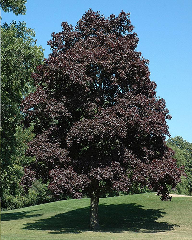 Maple Platanoides Crimson King 10 Gallon