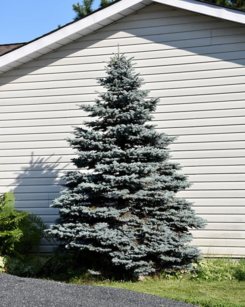 Spruce Colorado Blue 1 Gallon