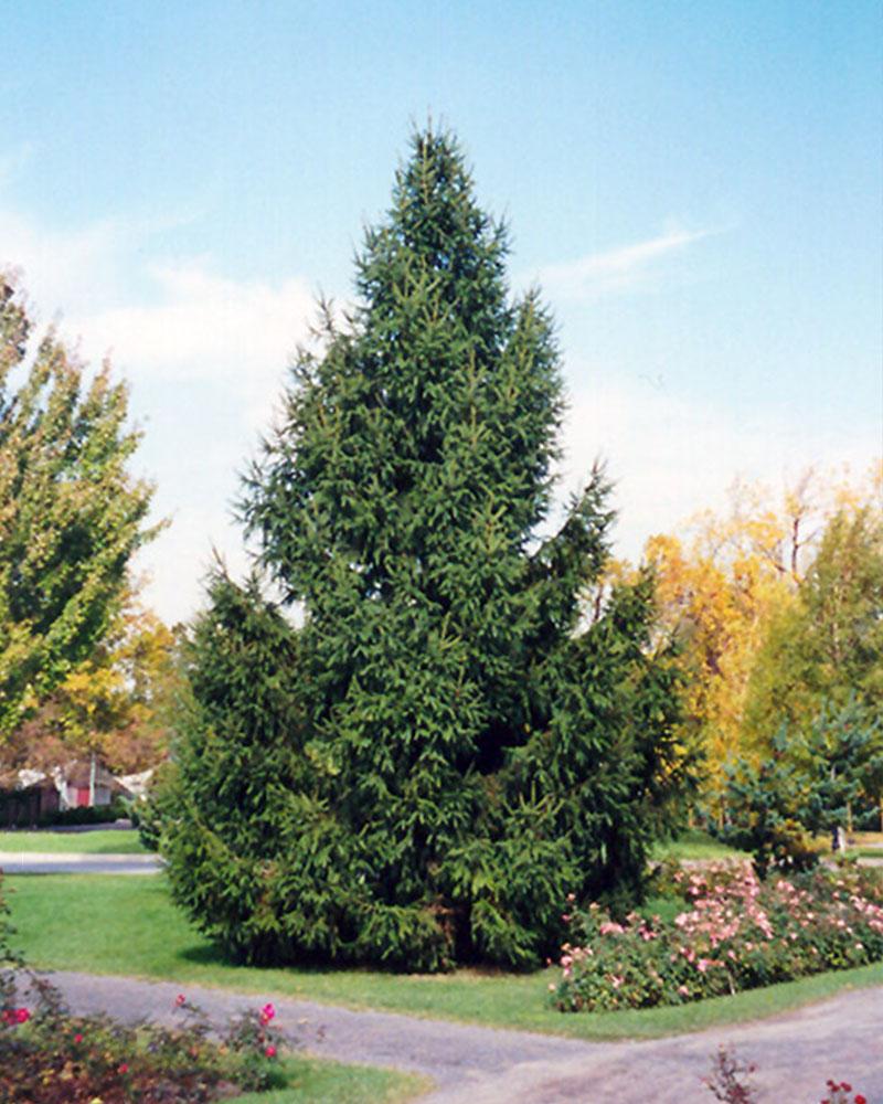 Spruce Norway 1 Gallon