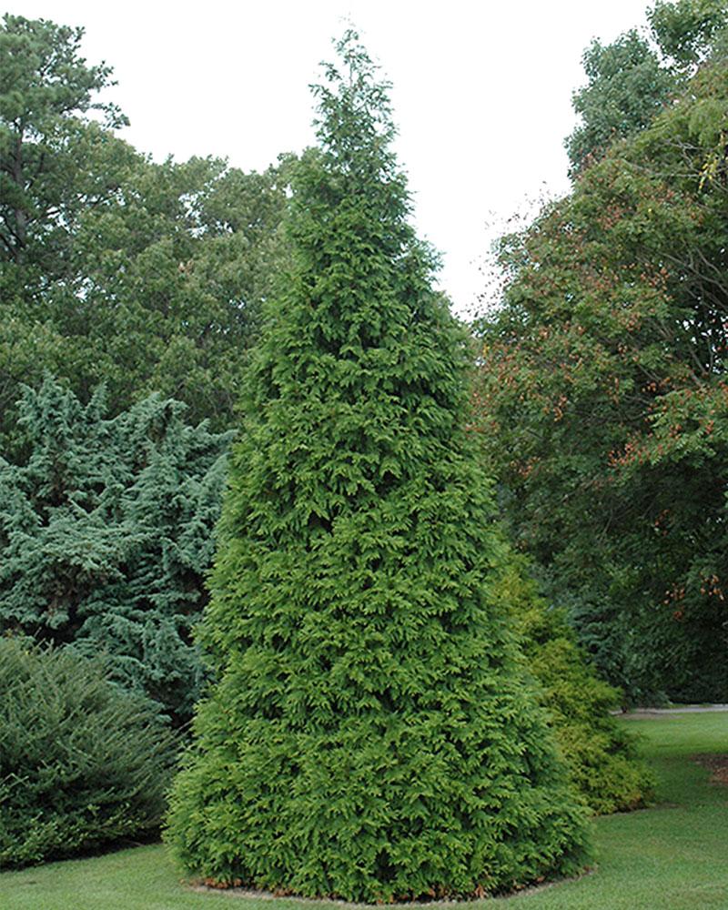 Arborvitae Green Giant 8" Pot