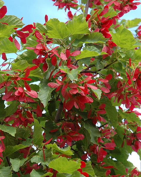 Maple Ginnala Ruby Slippers 10 Gallon