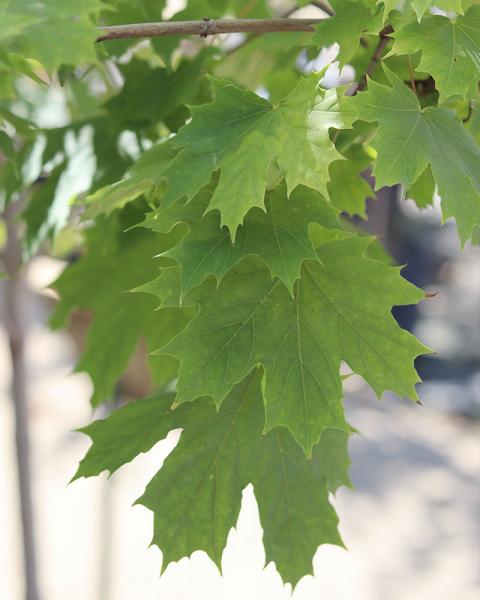 Maple Platanoides Princeton Gold 10 Gallon