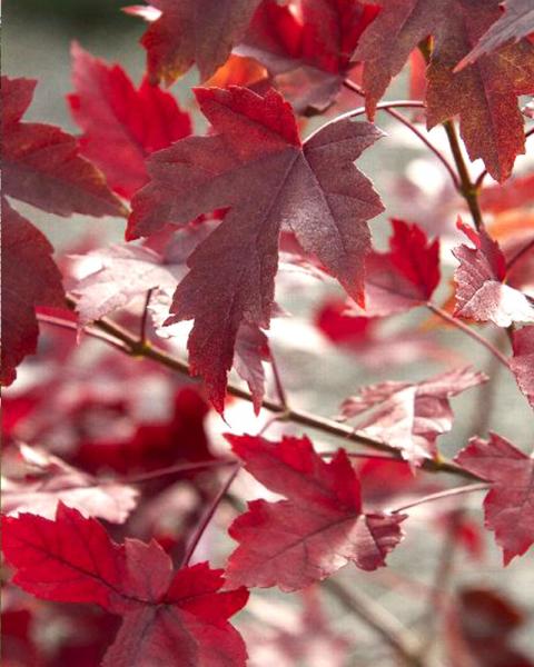 Maple Autumn Blaze 10 Gallon