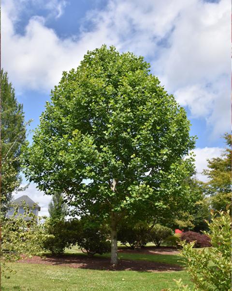 Tulip Tree Emerald City 10 Gallon