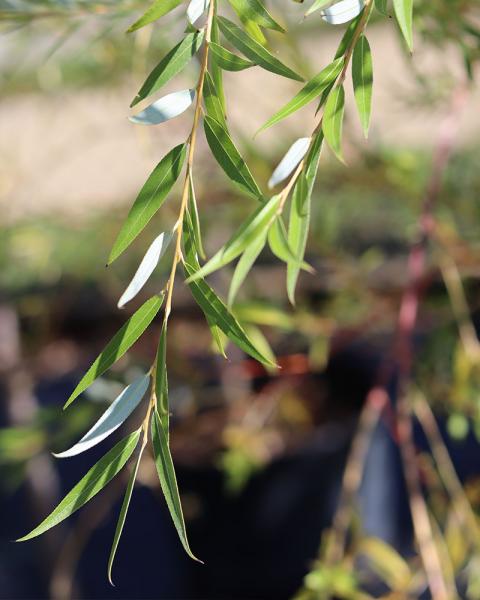 Willow Golden Weeping 10 Gallon