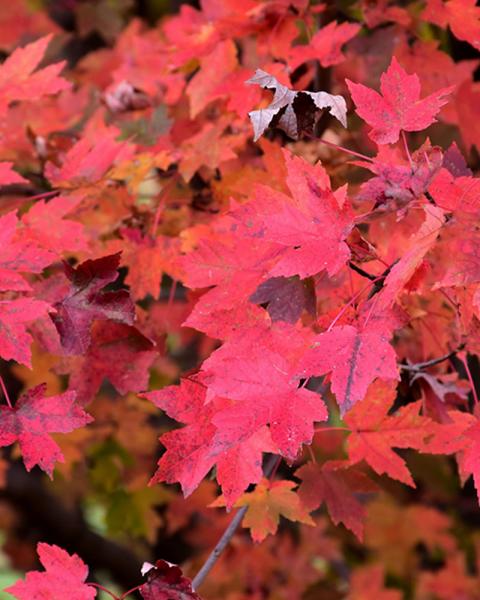 Maple Redpointe® 10 Gallon