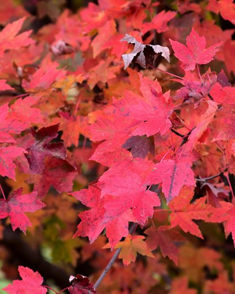 Maple Rubrum Redpointe(r) 10 Gallon