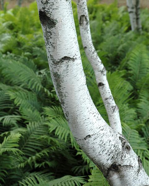 Birch Whitespire Clump 10 Gallon