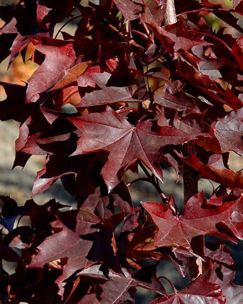 Maple Crimson Sunset 10 Gallon