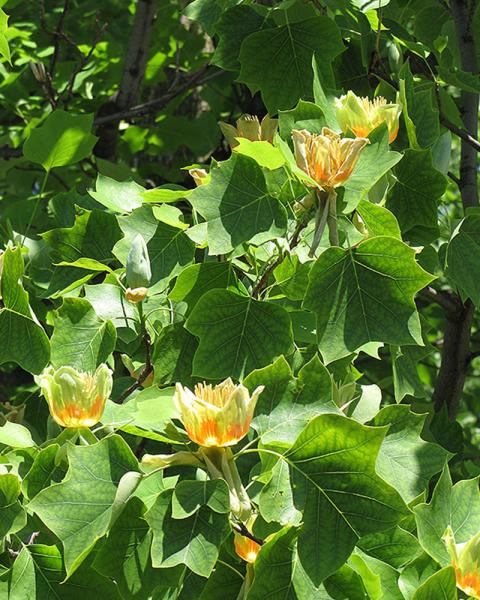 Liriodendron Tulip Tree 5 Gallon