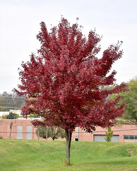 Maple Rubrum Brandywine Seedless 10 Gallon