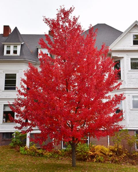 Maple Rubrum Sun Valley Seedless 10 Gallon