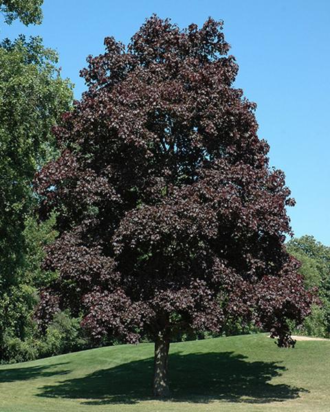 Maple Crimson King 10 Gallon