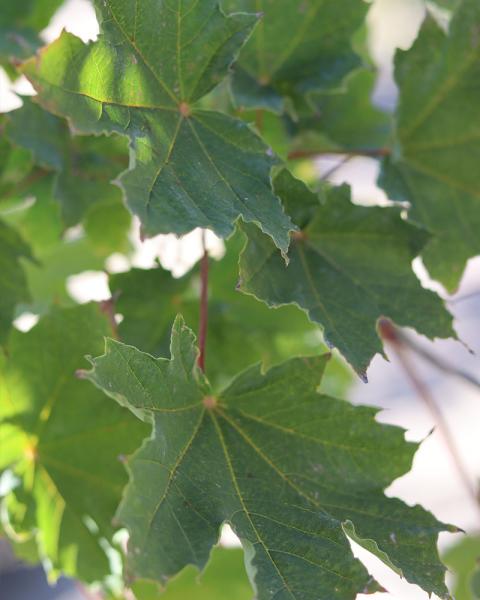 Maple Deborah   10 Gallon