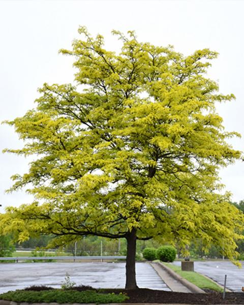 Honeylocust Sunburst 10 Gallon