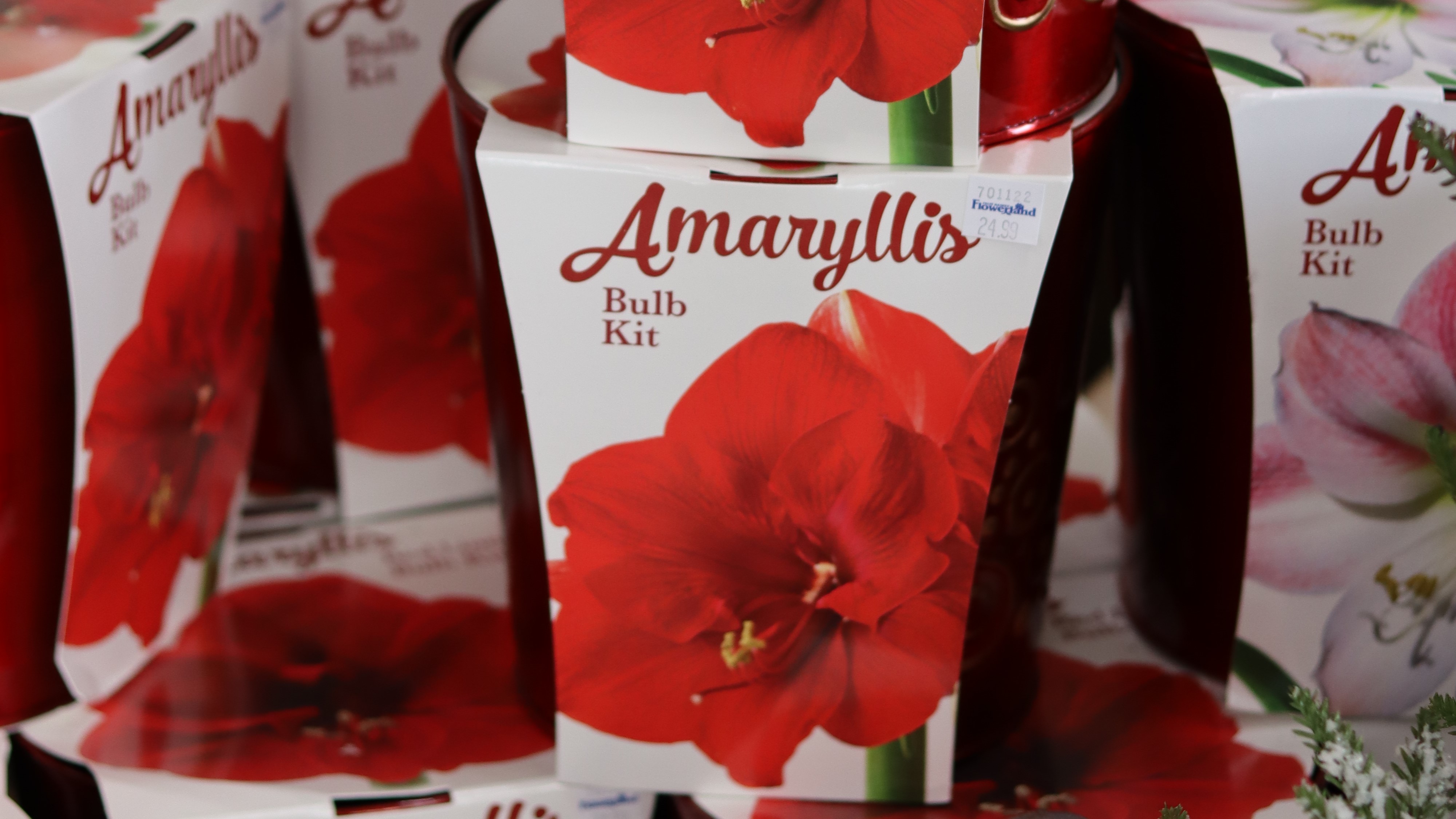 Amaryllis