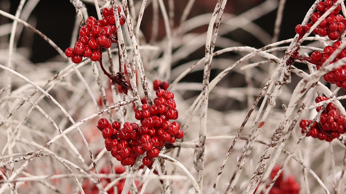 Berry Stems