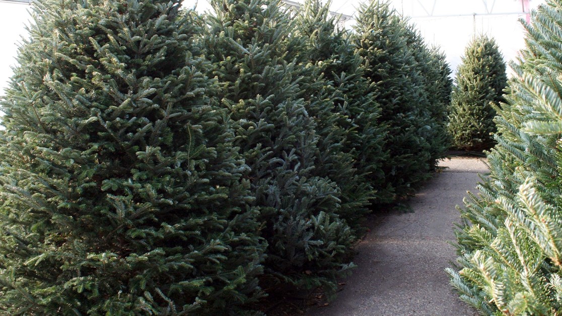 Fresh Cut Christmas Trees