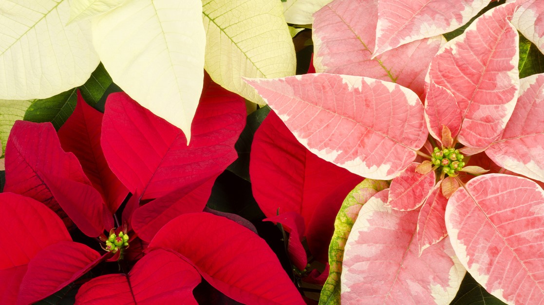 Poinsettias