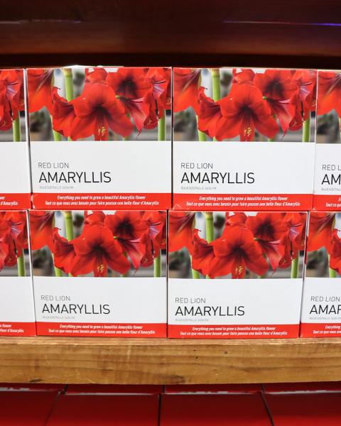 Gift Box Amaryllis Red Lion