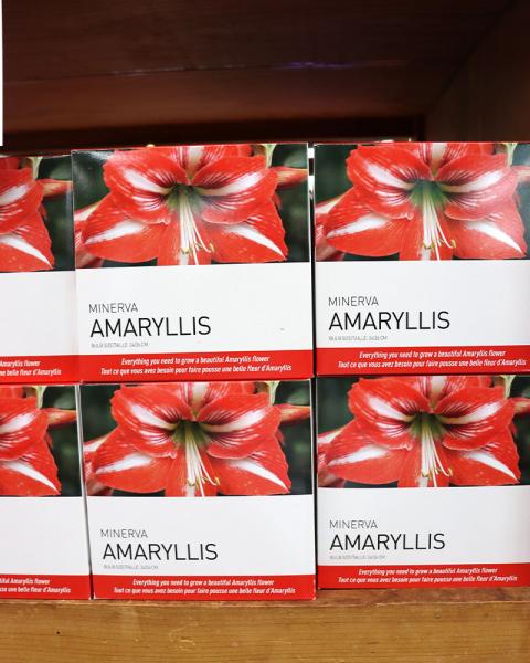 Gift Box Amaryllis Minerva