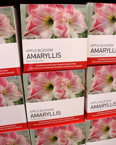Gift Box Amaryllis Apple Blossom