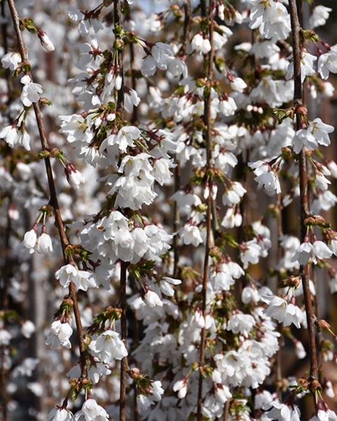 Cherry, Flowering Snow Fountain 3'graft, 10 Gallon Pot