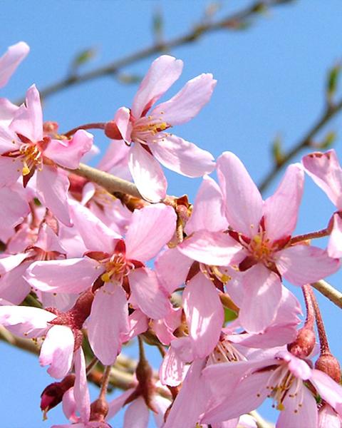 Cherry Tree Flowering Pink, Weeping 7 Gallon