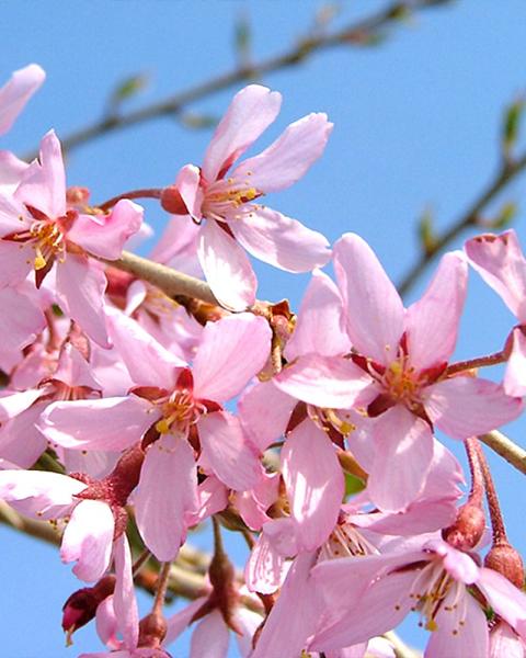 Flowering Cherry Pink Weeping 7 Gallon