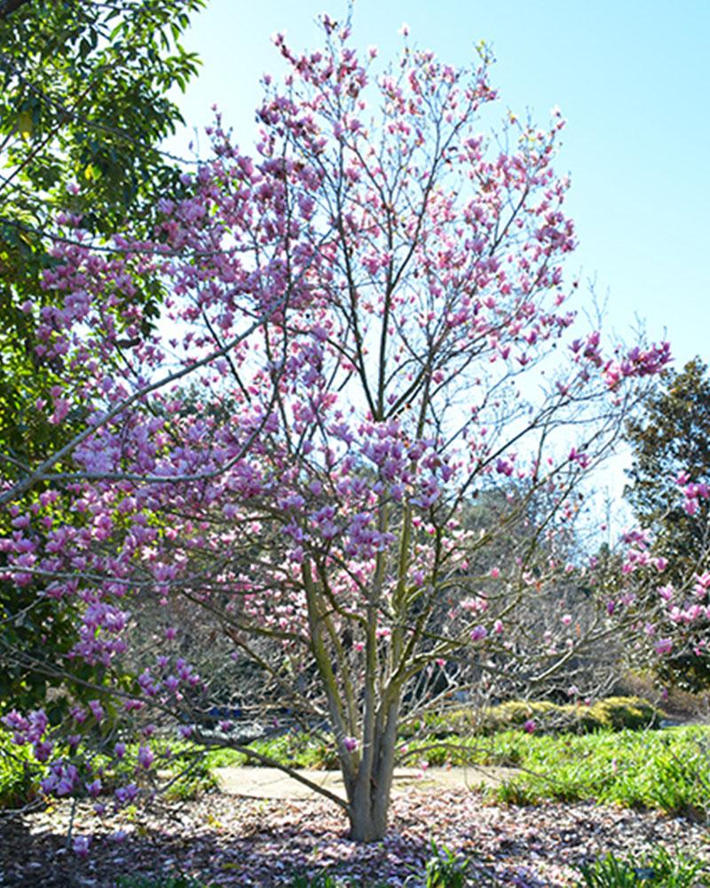 purple magnolia tree