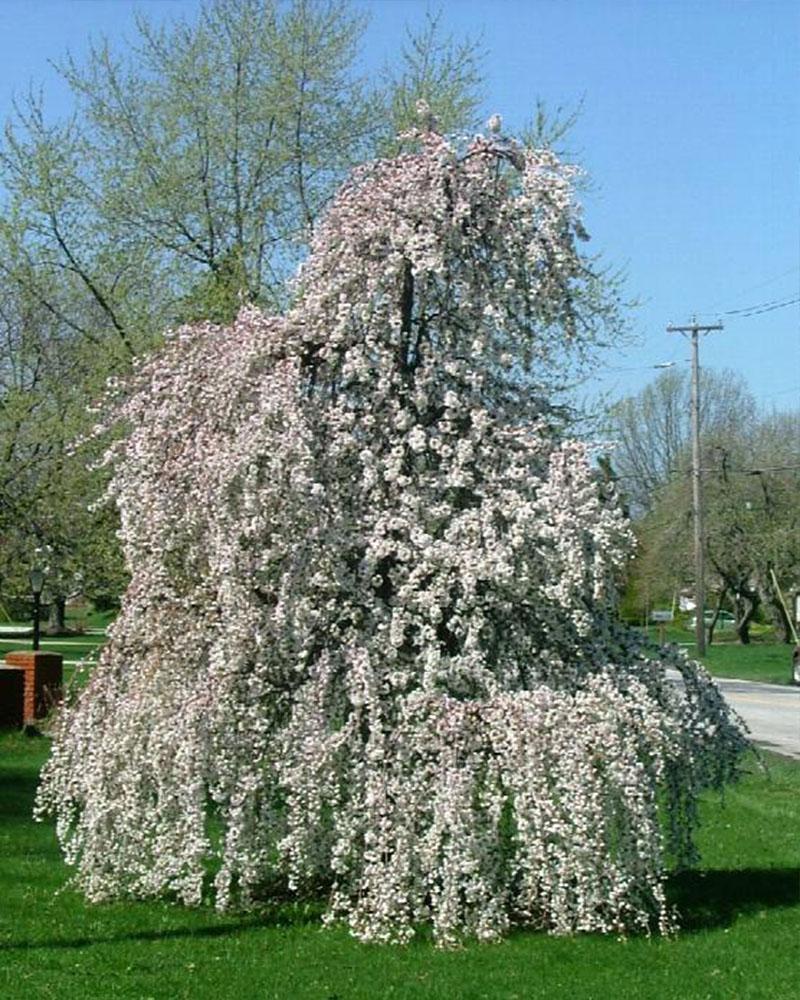 Cherry, Flowering Snow Fountain 3'graft, 10 Gallon Pot