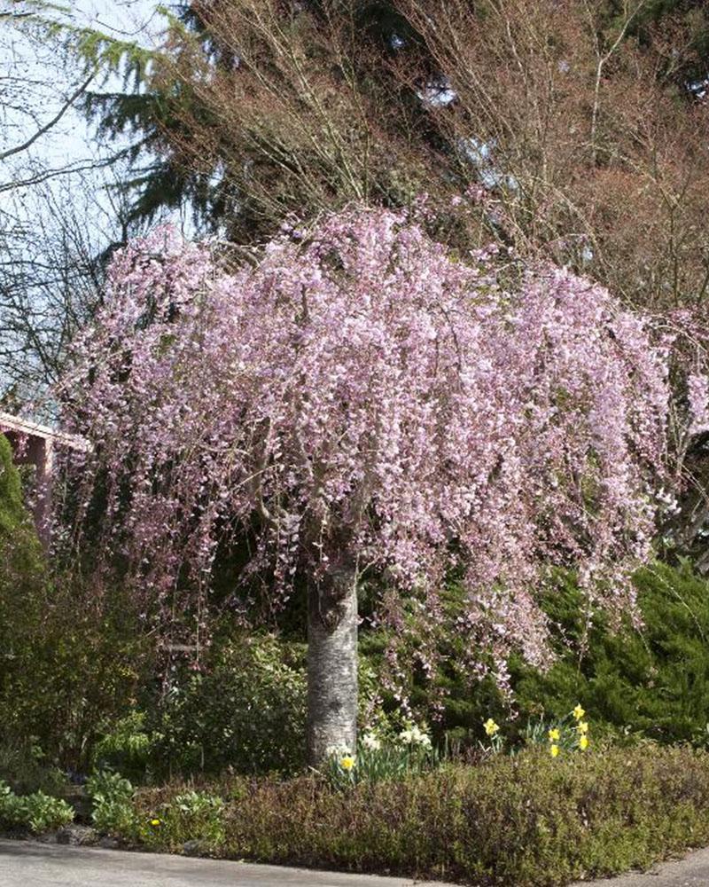 Cherry Tree Flowering Pink, Weeping 7 Gallon