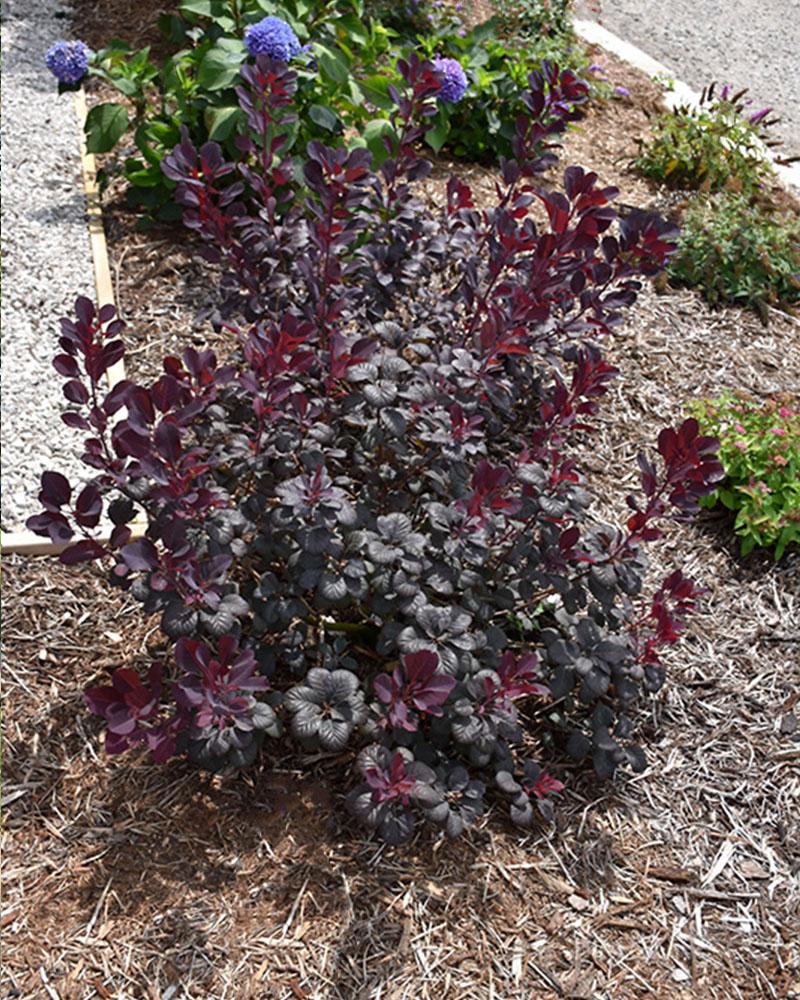 Smoke Tree Winecraft Black 3 Gallon